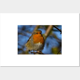 Robin in winter sunshine Posters and Art